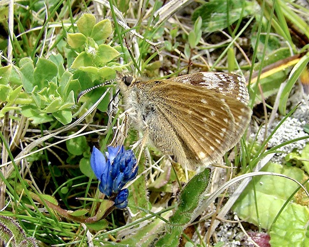 dingy skipper